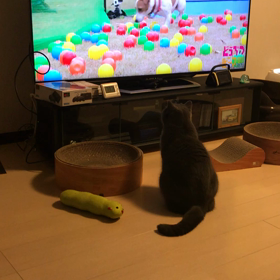 テレビを見いる小鉄の画像