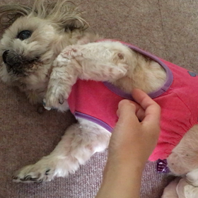 撫でて〜♪の画像