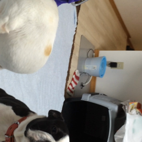 お出迎えの画像