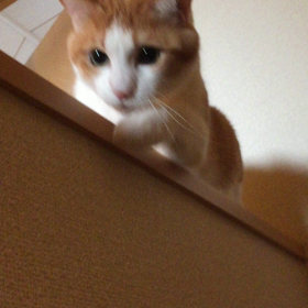 落ち着かない朝。の画像