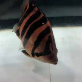過去販売魚の画像