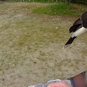 高低差トレーニングの画像