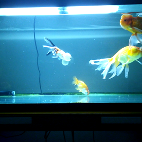 たまには家庭水槽。の画像