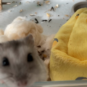 パイの実を探しに☆の画像