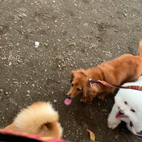 7月3日12わんこと2時間遠足　　代々木公園表参道の画像