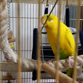 らいちゃん、謎の行動の画像