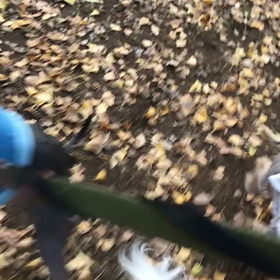 ♪お散歩動画♪代々木公園♪の画像