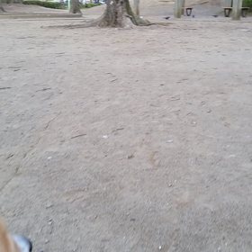 鳩さんの協力。の画像