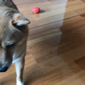 2019年2月10日の画像