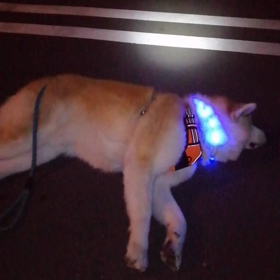 しっかりゴロ寝でしっかり散歩‼️今朝の未来丸は最近ては一番のお利口さん散歩でした。かわいいねの画像