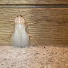 神様からの使者‼️の画像