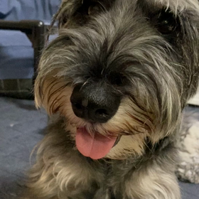 この可愛い仔は〜の画像