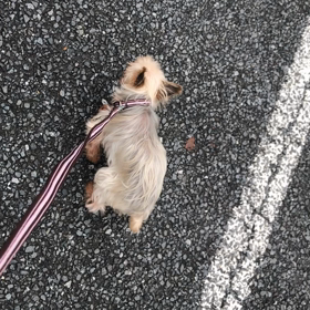 あんちゃんがお外を歩いてるの画像