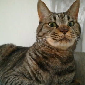 動画～リク～の画像