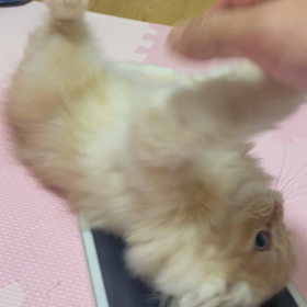 ジャガーの画像