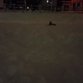 雪でおおはしゃぎの画像