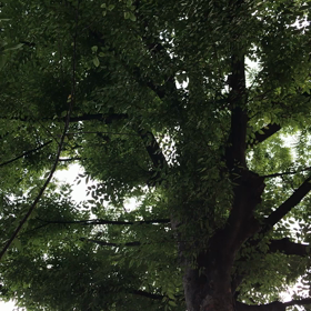 蝉声を背にの画像