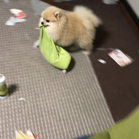 追いかけっこの画像