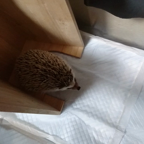 反抗期？な、ももた君に意地悪しちゃいました。の画像