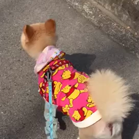 犬のお巡りさんの画像