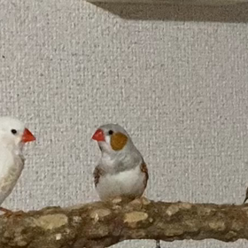 我が家のキンカの画像