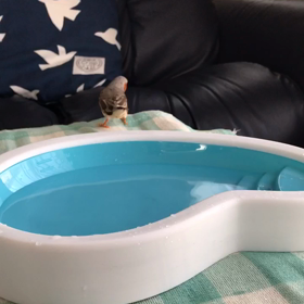 むぅちゃん 話題のバードバス みかりんの好きなもの