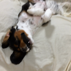 ■ぶっとびあ〜る■の画像