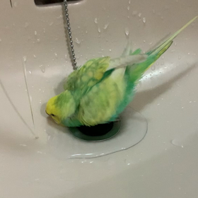 水浴びキナコの画像