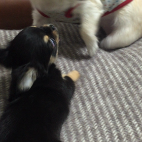 新米姉弟のよそよそしいワンプロの画像