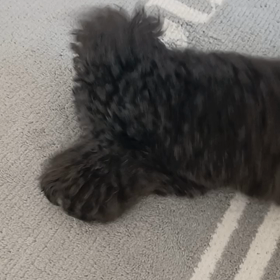 21日はプリン６回目の月命日の画像