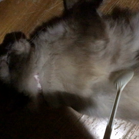 ポン太とプラスプーンの画像