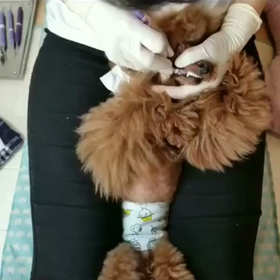 歯石取りに行く❤︎だぜ〜の画像