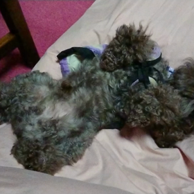 思わずクスッと(*ฅ́˘ฅ̀*)♡の画像