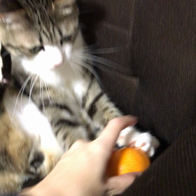 ＊ 番外編 ~動画~の画像