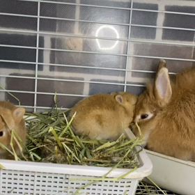 ちょこちょこみつりちゃんベビーの画像