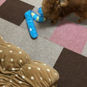 遊ぼ(✿｡･ｖ･｡)の画像