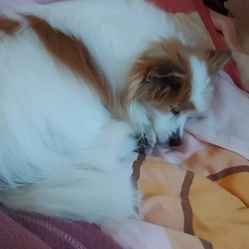 クレープの安らかな寝姿の画像