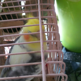 真琴「紅」は和！の画像