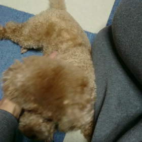 もみもみの画像