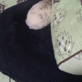 ＃こすたん。。。Part2＃の画像