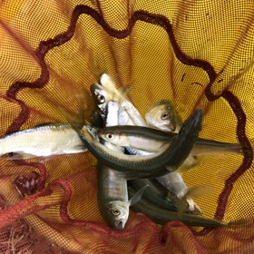 20日の釣果♪の画像