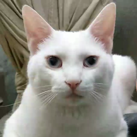 白猫ソラのひとりごと(音声にご注意下さい)の画像