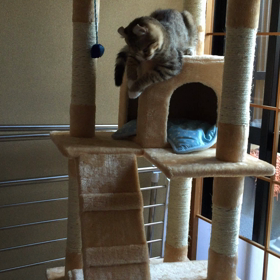 キャットタワー＊動画＊♡の画像