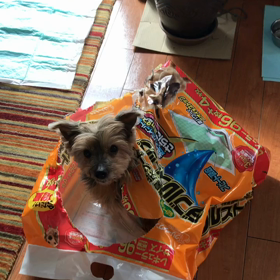 キャビアちゃん何してるの〜？の画像