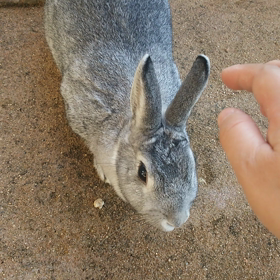 パフェの日向ぼっこの画像