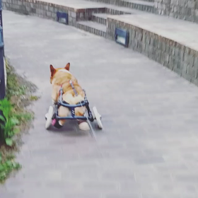 今日の散歩の画像