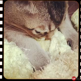 チュパチュパの画像