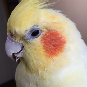 レロレロ♪の画像