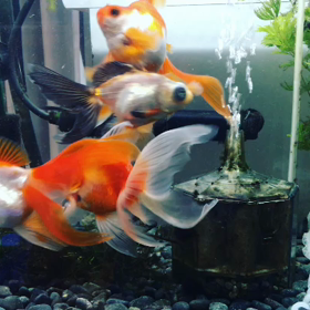 春は、金魚の恋の予感の画像