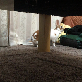 初めての動画マロンの画像